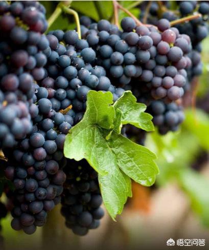 法国勃艮第葡萄酒，法国波尔多和勃艮第的主要红酒品种有哪些