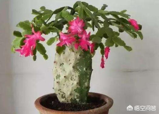 燕子掌嫁接:盆栽的蟹爪兰夏季可以用仙人掌进行嫁接吗？