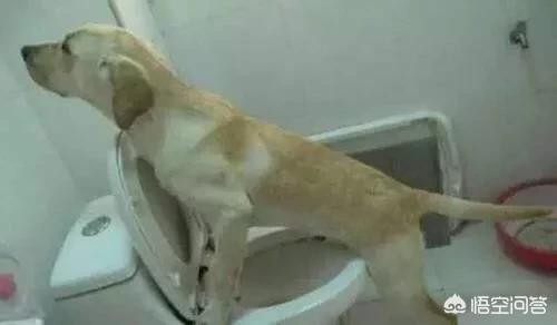 怎样训练狗狗大小便:怎样训练狗狗在外面大小便？