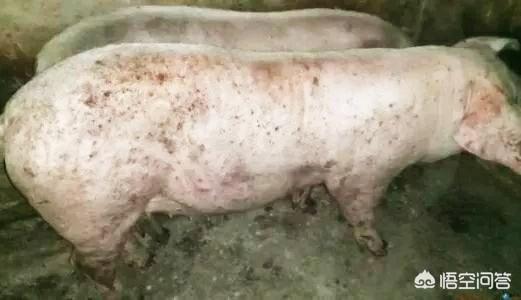 猪的细小病毒症状:体外寄生虫会引起猪哪些疾病？