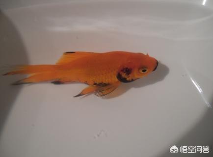 水族疾病防治:红草金的黑鳞病怎样防治？