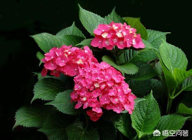 八仙花图片:新买回来的绣球苗需要打顶修剪吗？