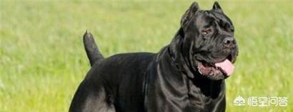 训练乖巧的波尔多犬图片:你心目中乖巧的泰迪犬是怎么样的？