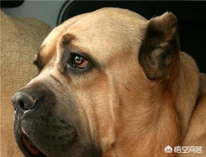 训练乖巧的波尔多犬图片:你心目中乖巧的泰迪犬是怎么样的？