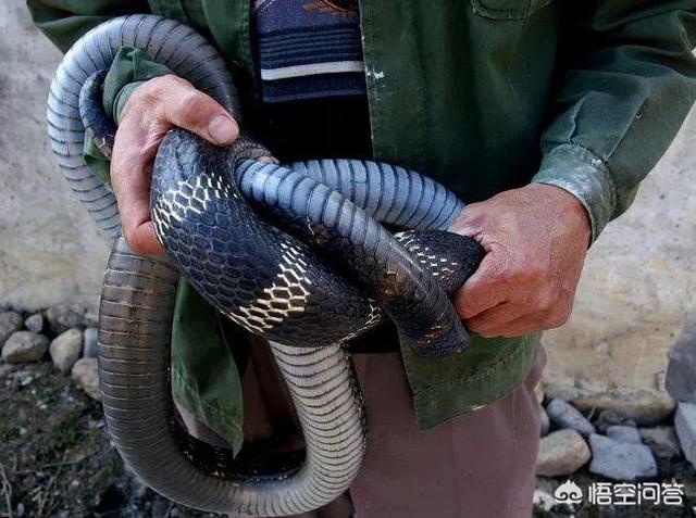 农村老人说,过山峰蛇偷吃鸡时,如果有人来就会把鸡吐出来,为什么?