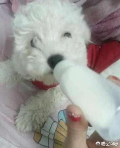 比熊犬图片可爱壁纸:在我国哪里可以买到比熊犬？幼犬价格多少钱？