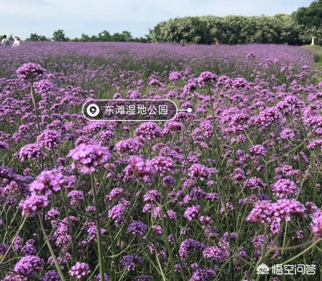 黄浦江源头:上海周边哪里有自带帐篷露营的地方