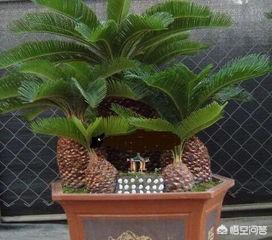 见到铁树开花好不好:梦见铁树开花好不好 铁树开花有什么寓意？你亲眼见过吗？