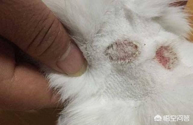 猫癣初期症状图:猫藓结痂要多久才能脱落？