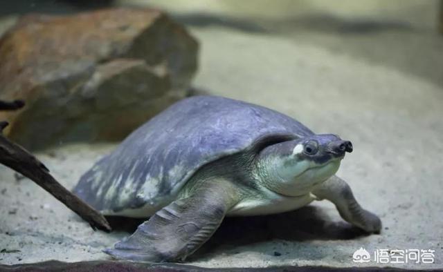 猪鼻龟是什么动物，鱼缸铺沙养猪鼻龟，食物残渣怎么办
