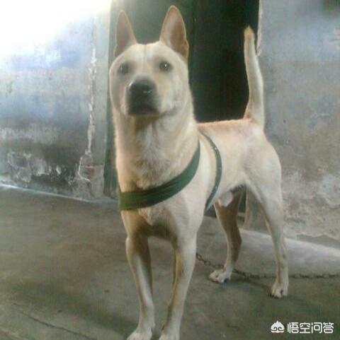 中国猎犬论坛买卖:我国纯种的箭毛幼犬多少钱？有哪些购买渠道？为何？