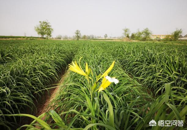 头条问答 黄花菜不出苔就枯萎是什么原因 9个回答