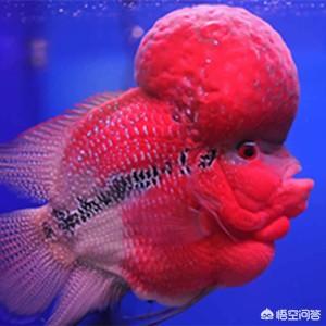 血红鹦鹉:血红鹦鹉鱼跟鸿运当头罗汉鱼的饲料一样吗？
