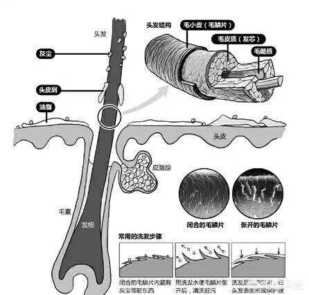 为什么人走向苍老时,白头发是由两鬓开始的？