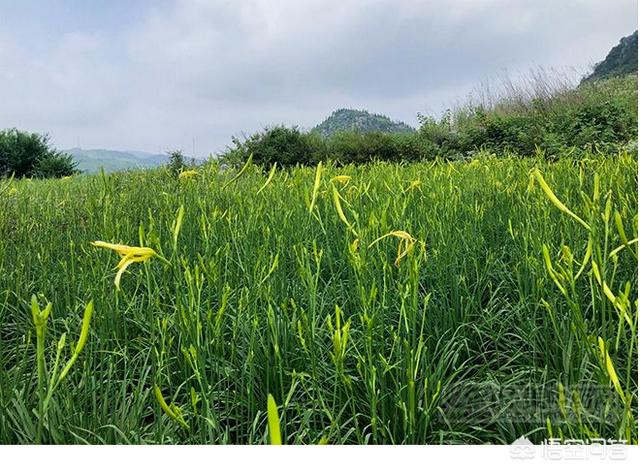 湖南地区种植什么药材容易打理？当年收益并且利润高？