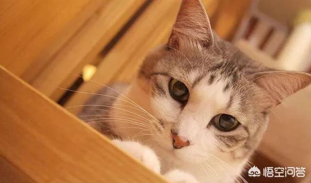 孟加拉国猫是活动量非常大的猫咪:“开挂”的孟加拉国火车，有什么特点？