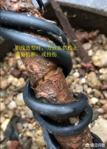 怎么养护好罗汉竹:盆栽罗汉松怎么造型？造型时需要注意哪些问题？怎么养护？