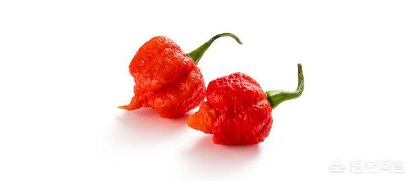 卡罗莱纳死神:除了人类还有什么动物食用辣椒