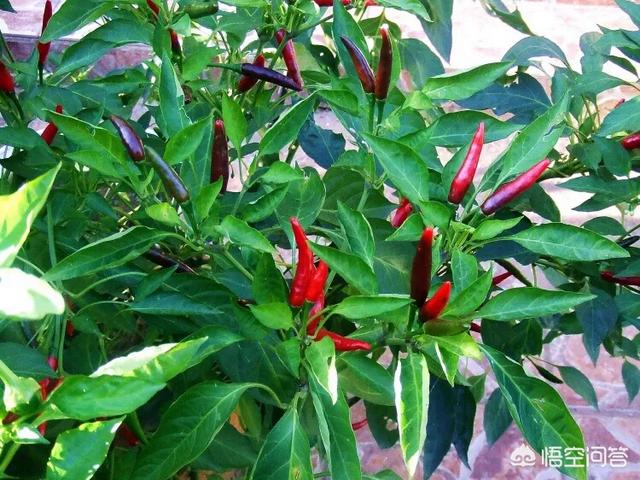 鸟眼辣椒盆景:盆栽的朝天椒怎么养才能结果更多？