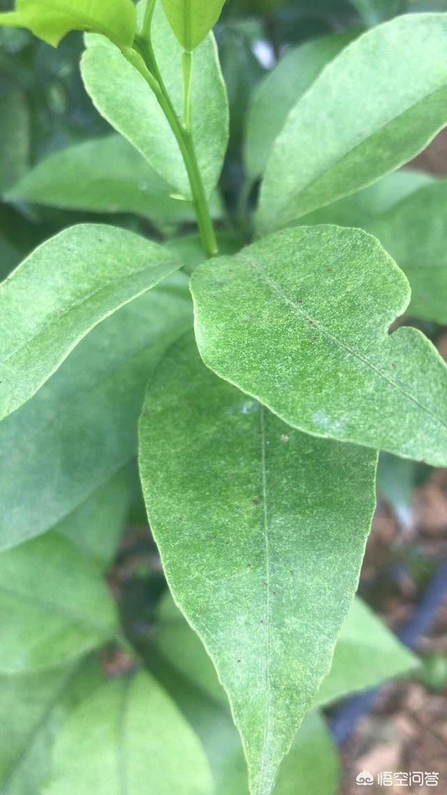 苞芽子真菌性皮肤病:球孢白僵菌对柑橘树的螨虫和介虫有作用吗？