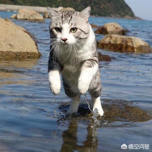 世界上最大的猫:如果博尔特和家猫跑100米，谁的速度快？