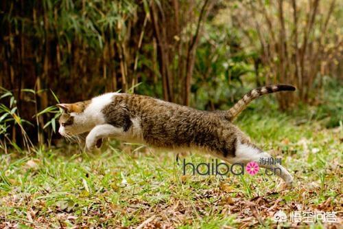 世界上最大的猫:如果博尔特和家猫跑100米，谁的速度快？