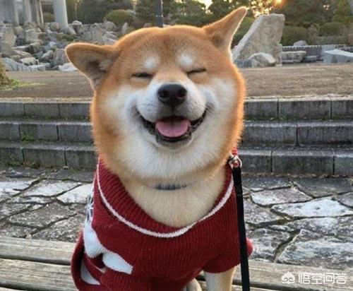 松师犬如何防止淌眼泪:我家的藏獒犬为什么总是流眼泪，眼睛上老是脏，有什么办法吗？