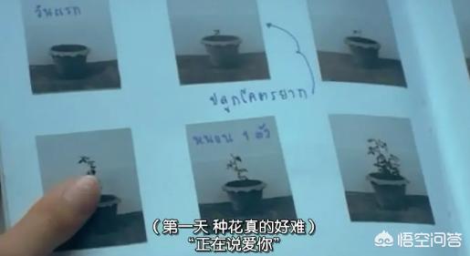 初恋这件小事演员:如何评价电影《初恋这件小事》？