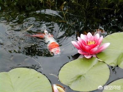 鱼缸养睡莲图片大全:为什么在鱼缸里养的睡莲开始很好，后来断根了？