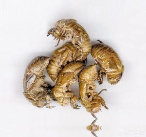 蜂猴药用价值是什么:蜂猴的毒素在哪里 毛猴的药用价值和功效是什么？