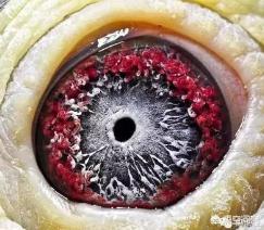 鸽子眼睛形状是血统遗传吗，鸽子眼里边的适应圈是怎么形成的
