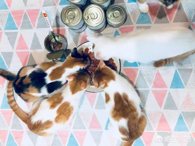 自制猫粮:自制猫粮配方比例表 猫粮的特点是什么？自制猫粮可靠吗？