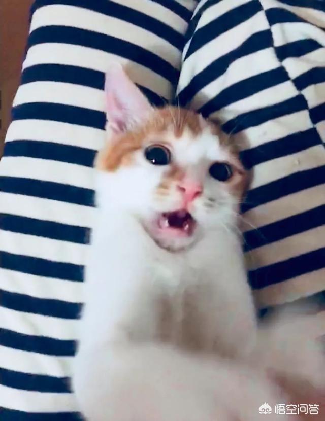 自制猫粮:猫粮的特点是什么？自制猫粮可靠吗？ 自制猫粮鸡胸肉