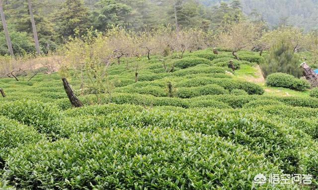 台湾蓝鹊茶价格:台湾极品高山茶系列，台湾有哪些极品高山茶系列？