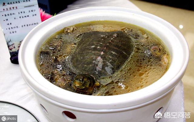 补肾的汤的家常做法，乌龟与什么药材搭配炖汤比较好苦瓜配什么炒好吃