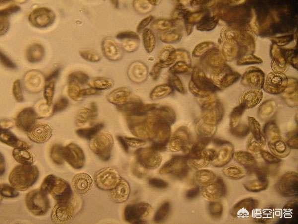 车轮虫病 斜管虫病:锦鲤患车轮虫病如何治疗？