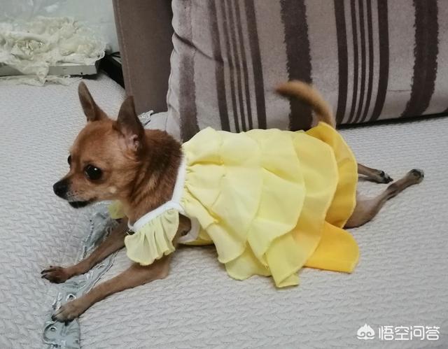 蝴蝶犬幼犬怎么驱虫:狗狗刚满月可以驱虫吗用什么驱虫药好？