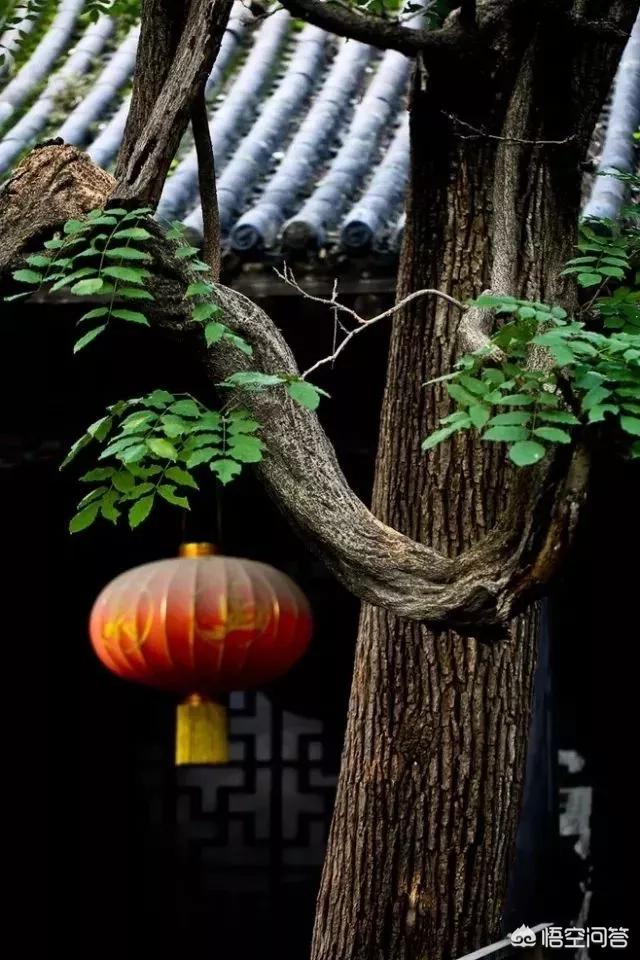 孟州滨河公园荷花花期多少天:孟州滨河公园赏荷花最好时间 河南有哪些赏花的好地方？