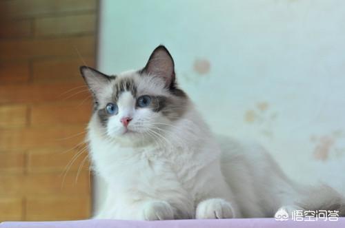 布偶猫园: 布偶猫想圆脸该吃什么，布偶猫想肥脸该吃什么？