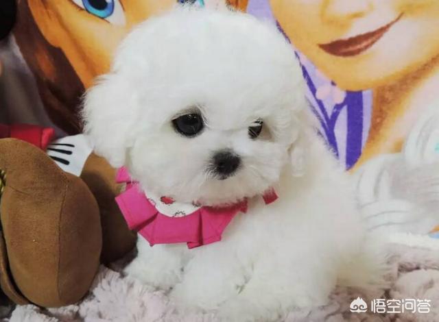 狗狗健康成长100问:刚买的幼狗去宠物医院做体检，应该做哪几个项目？