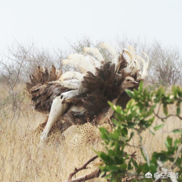 齿纹非洲鸟蛤:世界上腿最长的鸟，体型比豹子还大，为啥喜欢吃石子儿？ 齿纹非洲鸟蛤介绍