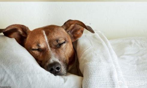 头条问答 狗狗每天睡觉需要多少时间 萌宠微课堂的回答 0赞