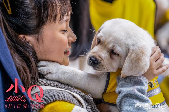 导导肓犬小q电影:导盲犬小q电影完整版 电影《小q》里导盲犬腿瘸是怎么拍的？