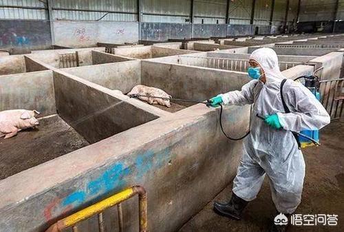 莱姆病症状有什么:莱姆病的症状 非洲猪瘟有什么症状表现？能防能治吗？