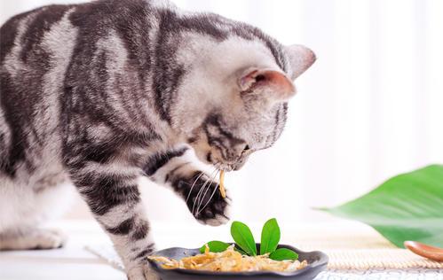 猫最佳喂食时间:猫咪饲养时有哪些注意事项？