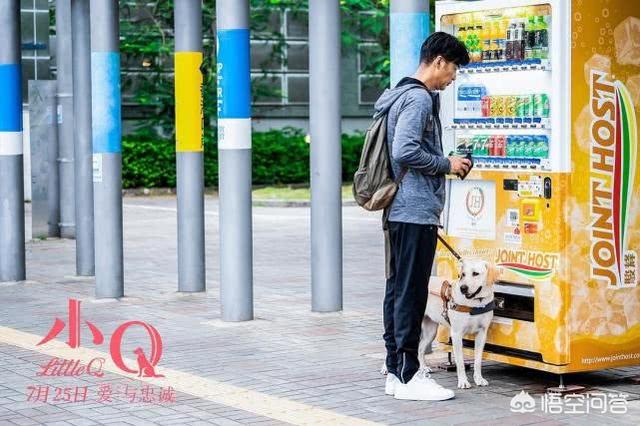 导肓犬小q在线观看:如何评价任达华主演的导盲犬电影《小Q》？