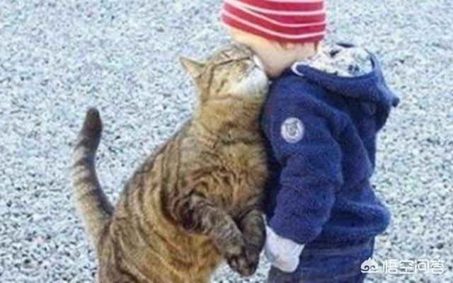 折耳猫踩奶是什么意思:猫往人身上蹭是什么意思？