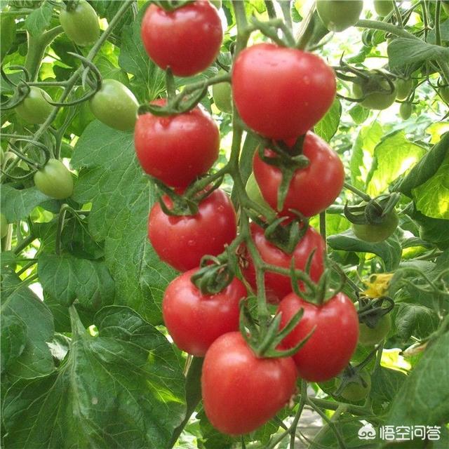 樱桃番茄种植:樱桃西红柿用肥不少，为啥空洞果还不少呢？