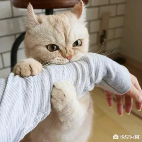 花狸猫娱乐社区:猫咪太粘人，有办法解决吗？