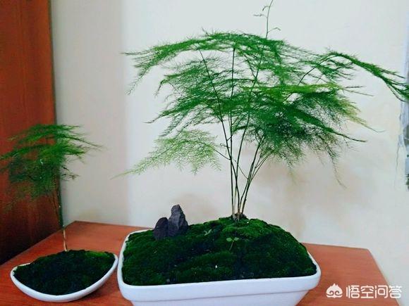 一叶兰l小盆怎样换大盆:一叶兰适合用大盆还是小盆 刚买回家的文竹怎样换盆？